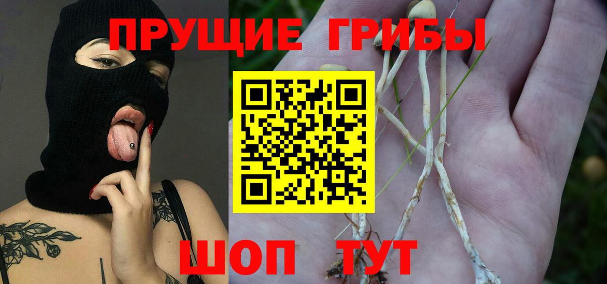 Ступино  Псилоцибиновые грибы Psilocybe  Вход с VPN 